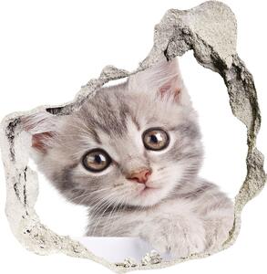Fototapeta diera na stenu Sivá mačka nd-p-80791907