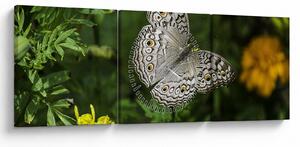 Obraz - biely motýľ (s hodinami) (90x30 cm)