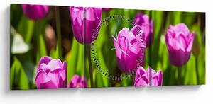 Obraz tulipánov na lúke (s hodinami) (90x30 cm)