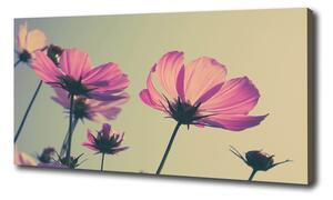 Foto obraz canvas Ružové kvety pl-oc-100x50-f-104707608
