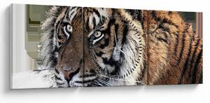 Obraz tigra (s hodinami) (90x30 cm)