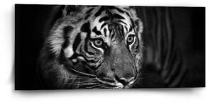 Sablio Obraz Čierno-biely tiger - 110x50 cm