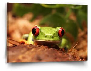 Sablio Obraz Zelená žaba - 90x60 cm