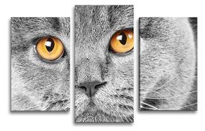 Sablio Obraz - 3-dílný Mačací pohľad - 75x50 cm