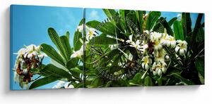 Obraz - Plumeria (s hodinami) (90x30 cm)