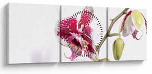 Obraz kvetu orchidey (s hodinami) (90x30 cm)