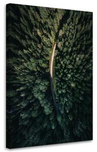 Obraz na plátne Pohľad na les z vtáčej perspektívy - Nikita Abakumov Rozmery: 40 x 60 cm