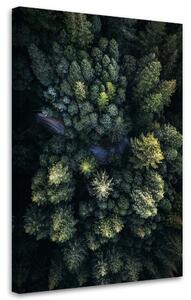 Obraz na plátne Vysoké stromy - Nikita Abakumov Rozmery: 40 x 60 cm