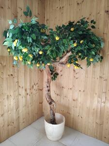 Citrónovník exclusive 180cm