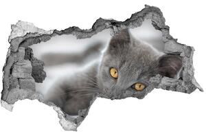 Diera 3D fototapeta nálepka Sivá mačka nd-b-43951156