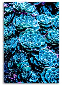 Obraz na plátne Modré sukulenty - Gab Fernando Rozmery: 40 x 60 cm