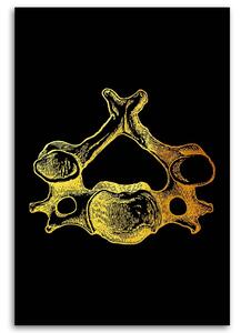 Obraz na plátne Zlatá anatómia, chrbtový stavec - Gab Fernando Rozmery: 40 x 60 cm
