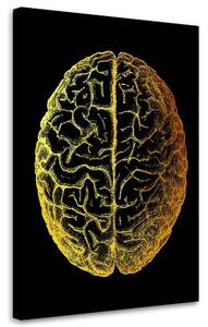 Obraz na plátne Zlatá anatómia, vrchná časť mozgu - Gab Fernando Rozmery: 40 x 60 cm