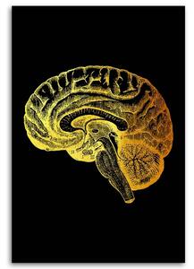 Obraz na plátne Zlatá anatómia, mozog - Gab Fernando Rozmery: 40 x 60 cm