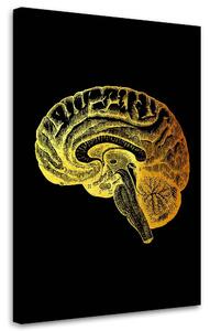 Obraz na plátne Zlatá anatómia, mozog - Gab Fernando Rozmery: 40 x 60 cm