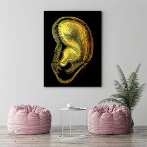 Obraz na plátne Zlatá anatómia, ucho - Gab Fernando Rozmery: 40 x 60 cm