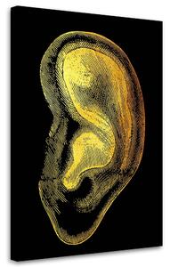 Obraz na plátne Zlatá anatómia, ucho - Gab Fernando Rozmery: 40 x 60 cm
