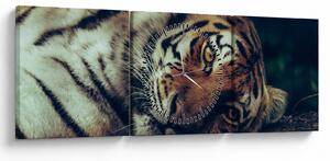 Obraz - Tiger Sibírsky (s hodinami) (90x30 cm)