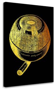 Obraz na plátne Zlatá anatómia, oko - Gab Fernando Rozmery: 40 x 60 cm
