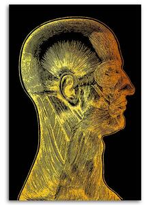 Obraz na plátne Zlatá anatómia, svaly tváre - Gab Fernando Rozmery: 40 x 60 cm