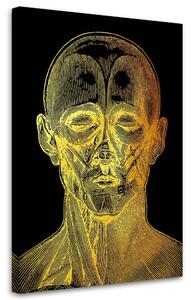 Obraz na plátne Zlatá anatómia, predná strana tváre - Gab Fernando Rozmery: 40 x 60 cm