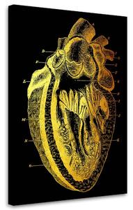 Obraz na plátne Zlatá anatómia, prierez ľudským srdcom - Gab Fernando Rozmery: 40 x 60 cm