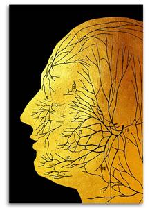 Obraz na plátne Zlatá anatómia, tvárové nervy - Gab Fernando Rozmery: 40 x 60 cm