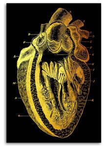 Obraz na plátne Zlatá anatómia, prierez ľudským srdcom - Gab Fernando Rozmery: 40 x 60 cm