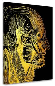 Obraz na plátne Zlatá anatómia, bočná strana - Gab Fernando Rozmery: 40 x 60 cm