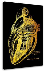 Obraz na plátne Zlatá anatómia, funkcia srdca - Gab Fernando Rozmery: 40 x 60 cm