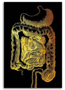 Obraz na plátne Zlatá anatómia, tráviaci trakt - Gab Fernando Rozmery: 40 x 60 cm