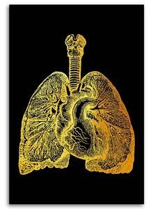 Obraz na plátne Zlatá anatómia, Pľúca a srdce - Gab Fernando Rozmery: 40 x 60 cm