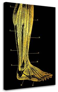 Obraz na plátne Zlatá anatómia, noha - Gab Fernando Rozmery: 40 x 60 cm