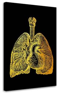 Obraz na plátne Zlatá anatómia, Pľúca a srdce - Gab Fernando Rozmery: 40 x 60 cm