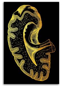 Obraz na plátne Zlatá anatómia, obličky - Gab Fernando Rozmery: 40 x 60 cm