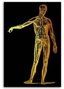 Obraz na plátne Zlatá anatómia, telo - Gab Fernando Rozmery: 40 x 60 cm