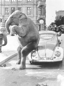 Fotografia Elephant on VW, ca. 1950, exact place unknown, Cuba, Caribbean, Central America, 1950, (30 x 40 cm)