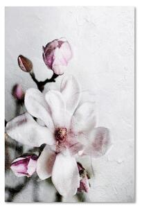 Obraz na plátne Biely kvet magnólie - Dmitry Belov Rozmery: 40 x 60 cm