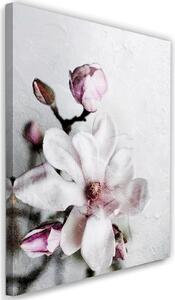 Obraz na plátne Biely kvet magnólie - Dmitry Belov Rozmery: 40 x 60 cm