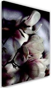 Obraz na plátne Detailný záber na kvety magnólie - Dmitry Belov Rozmery: 40 x 60 cm