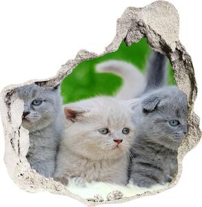 Fototapeta diera na stenu 3D Tri mačky na deke