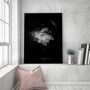 Obraz na plátne Čierna a biela pivonka - Dmitry Belov Rozmery: 40 x 60 cm