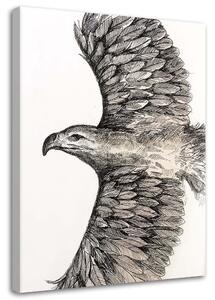 Obraz na plátne Náčrt lietajúceho orla - Jan Perit Kablan Rozmery: 40 x 60 cm