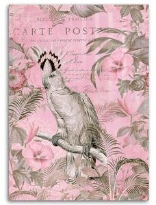 Obraz na plátne Ružový vták kakadu - Andrea Haase Rozmery: 40 x 60 cm