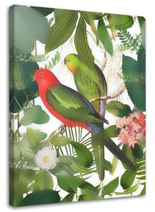 Obraz na plátne Vtáky v džungli - Andrea Haase Rozmery: 40 x 60 cm