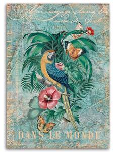 Obraz na plátne Papagáj a motýle - Andrea Haase Rozmery: 40 x 60 cm