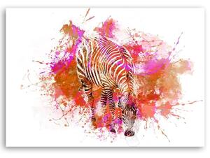 Obraz na plátne Farebný akvarel zebry - Andrea Haase Rozmery: 60 x 40 cm