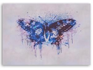 Obraz na plátne Abstraktný motýľ - Andrea Haase Rozmery: 60 x 40 cm
