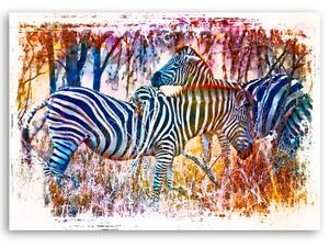 Obraz na plátne Dve farebné zebry - Andrea Haase Rozmery: 60 x 40 cm