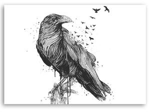 Obraz na plátne Čiernobiely vták - Rykker Rozmery: 60 x 40 cm